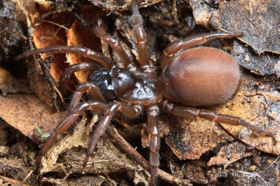 SpringBreak2010Atypoides-35-Edit