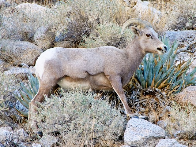 IndianGorgew-Abbotts-101-Edit