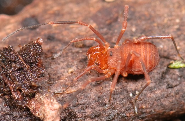 Apr2008SD_004Snondimorphicus-13