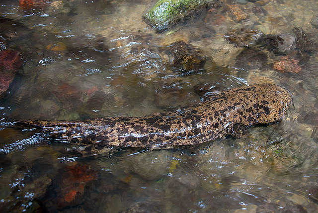 21260098080_875922b5e1_z